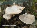 Daedalea quercina-amf1154
